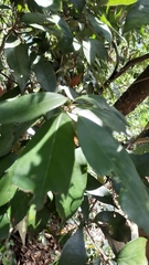 Lithocarpus glaber