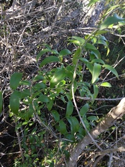 Asparagus asparagoides