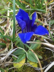 Gentiana clusii clusii