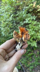 Turbinellus floccosus