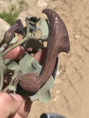 Aristolochia