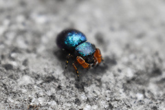 Sassacus alboguttatus