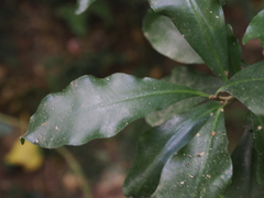 Ardisia sieboldii