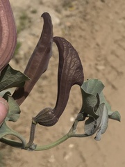 Aristolochia