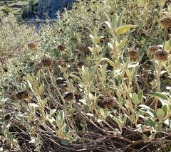 Phlomis fruticosa