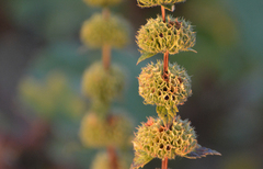 Phlomoides tuberosa
