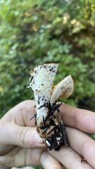 Turbinellus floccosus