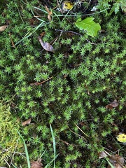 Polytrichum formosum
