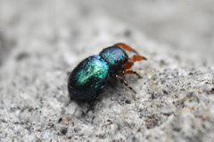 Sassacus alboguttatus