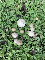 Candolleomyces candolleanus