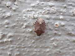 Holcostethus sphacelatus