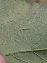 Aristolochia