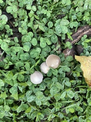 Candolleomyces candolleanus