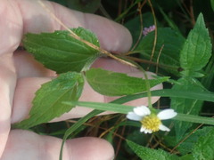 Tridax procumbens