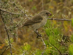 Camarhynchus psittacula