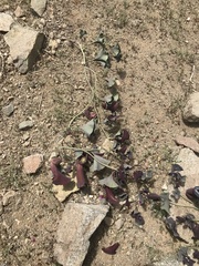 Aristolochia pearcei