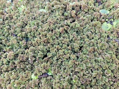 Azolla cristata