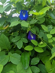 Clitoria ternatea