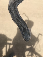 Philodryas chamissonis