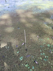 Azolla cristata