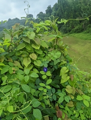 Clitoria ternatea