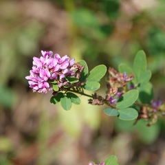 Lespedeza violacea