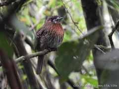 Malacoptila mystacalis