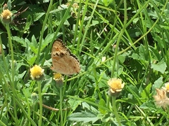 Junonia orithya wallacei