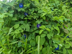 Clitoria ternatea