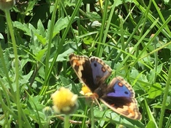 Junonia orithya wallacei