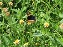 Junonia orithya wallacei