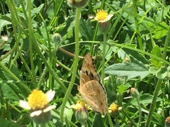 Junonia orithya wallacei