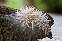 Gibellula