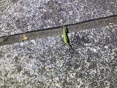 Atractomorpha sinensis