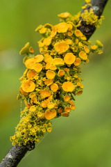 Teloschistes chrysophthalmus
