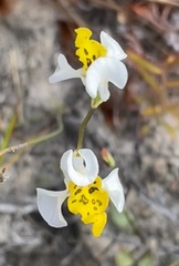 Disa flexuosa