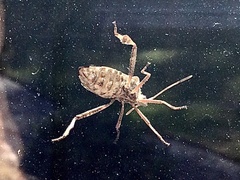 Leptoglossus occidentalis