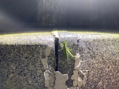 Atractomorpha sinensis