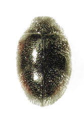 Scymnus blackburni