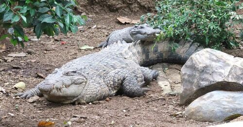 Hall's New Guinea crocodile