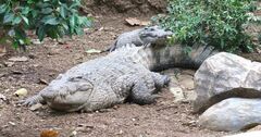 Hall's New Guinea Crocodile photo 2