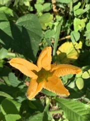 Cucurbita argyrosperma