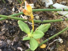 Equisetum variegatum