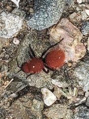 Dasymutilla vestita