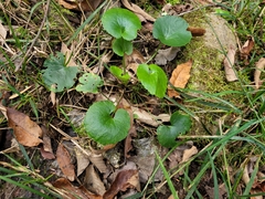 Ranunculus abortivus