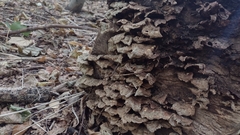 Fungi