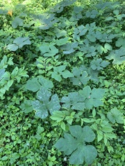 Cucurbita argyrosperma