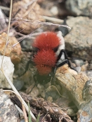 Dasymutilla vestita
