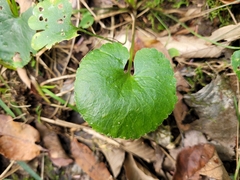 Ranunculus abortivus