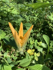 Cucurbita argyrosperma